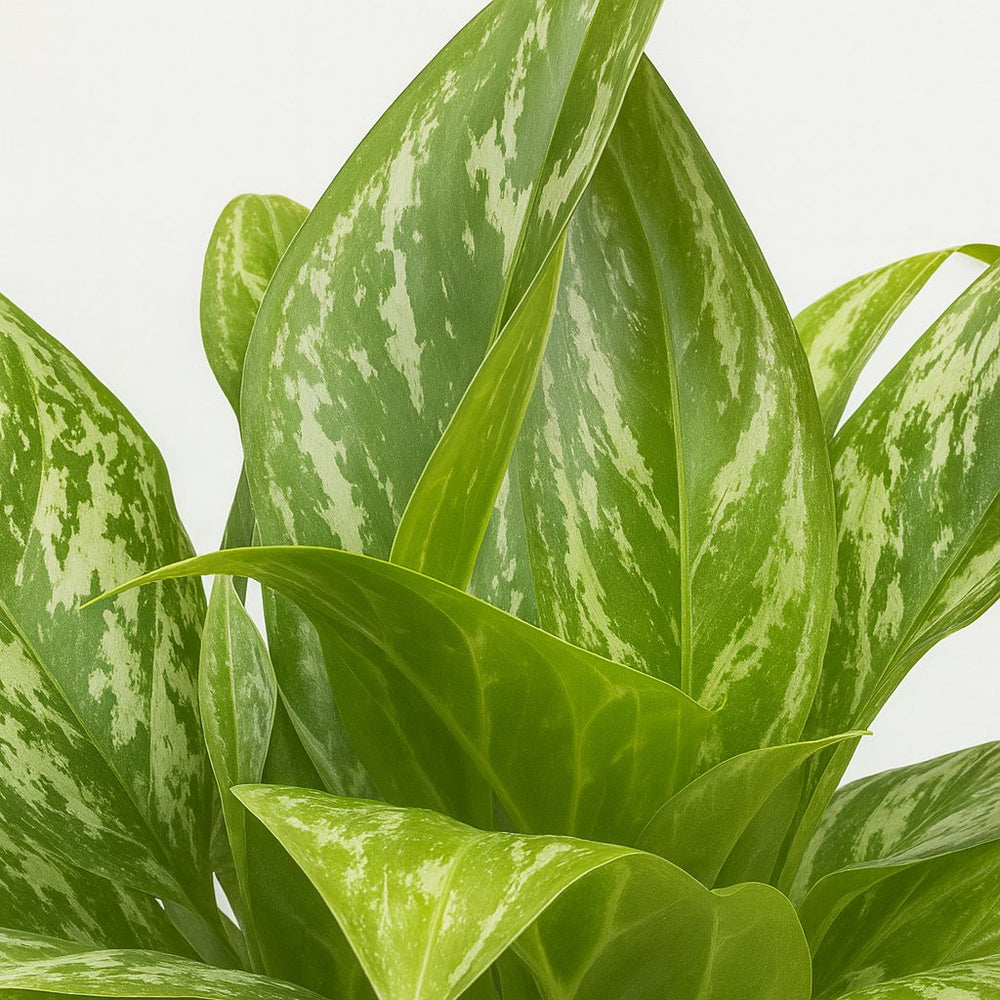 Aglaonema Green Lady