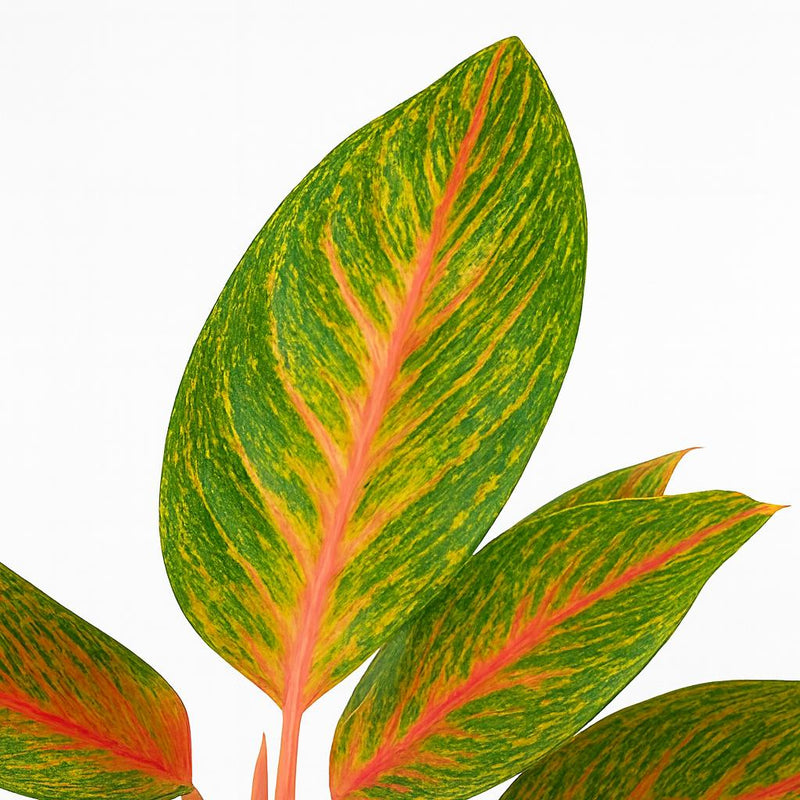 Aglaonema Spring Red Detail
