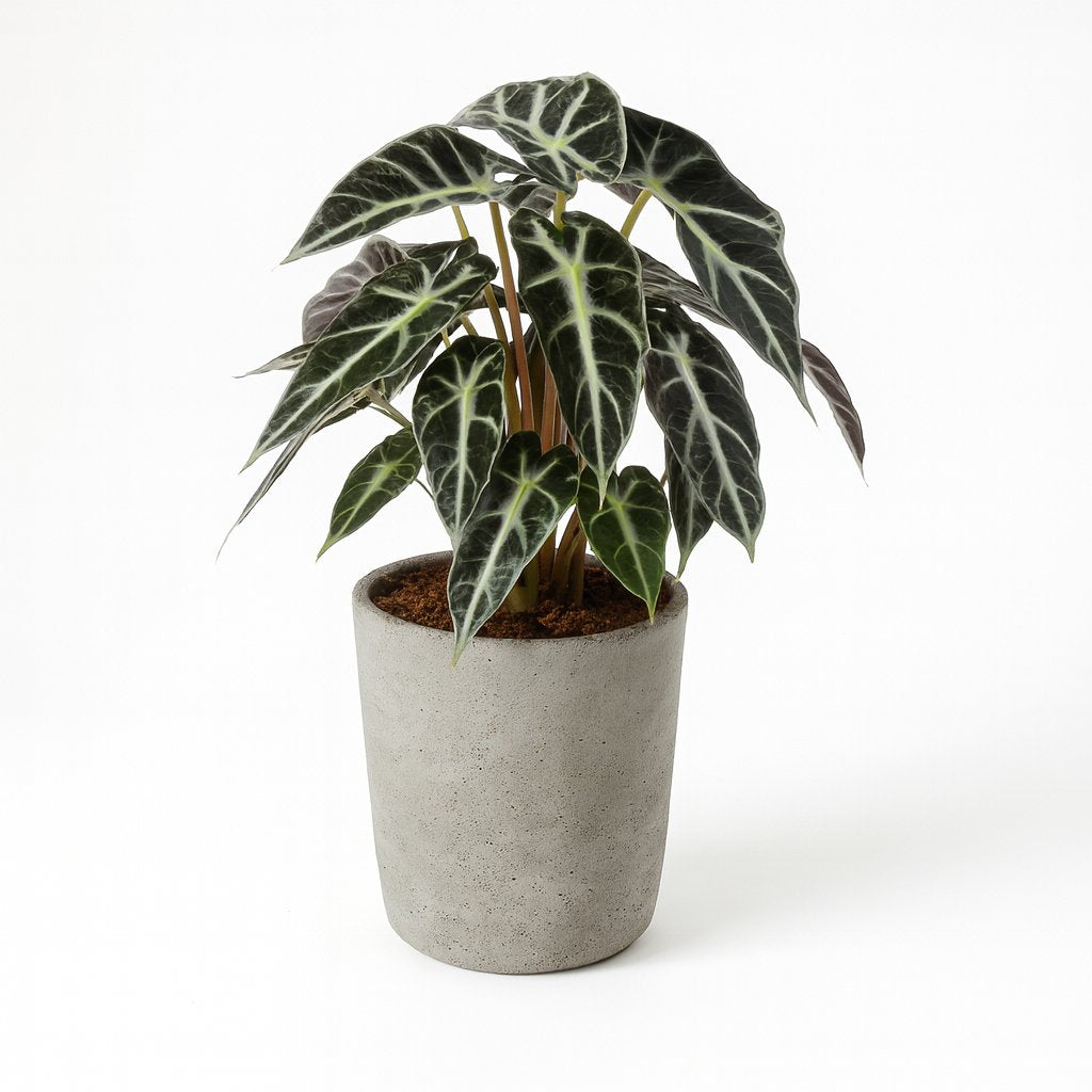 Alocasia Bambino Arrow - 40cm in einem modernen Studio mit modernem Topf