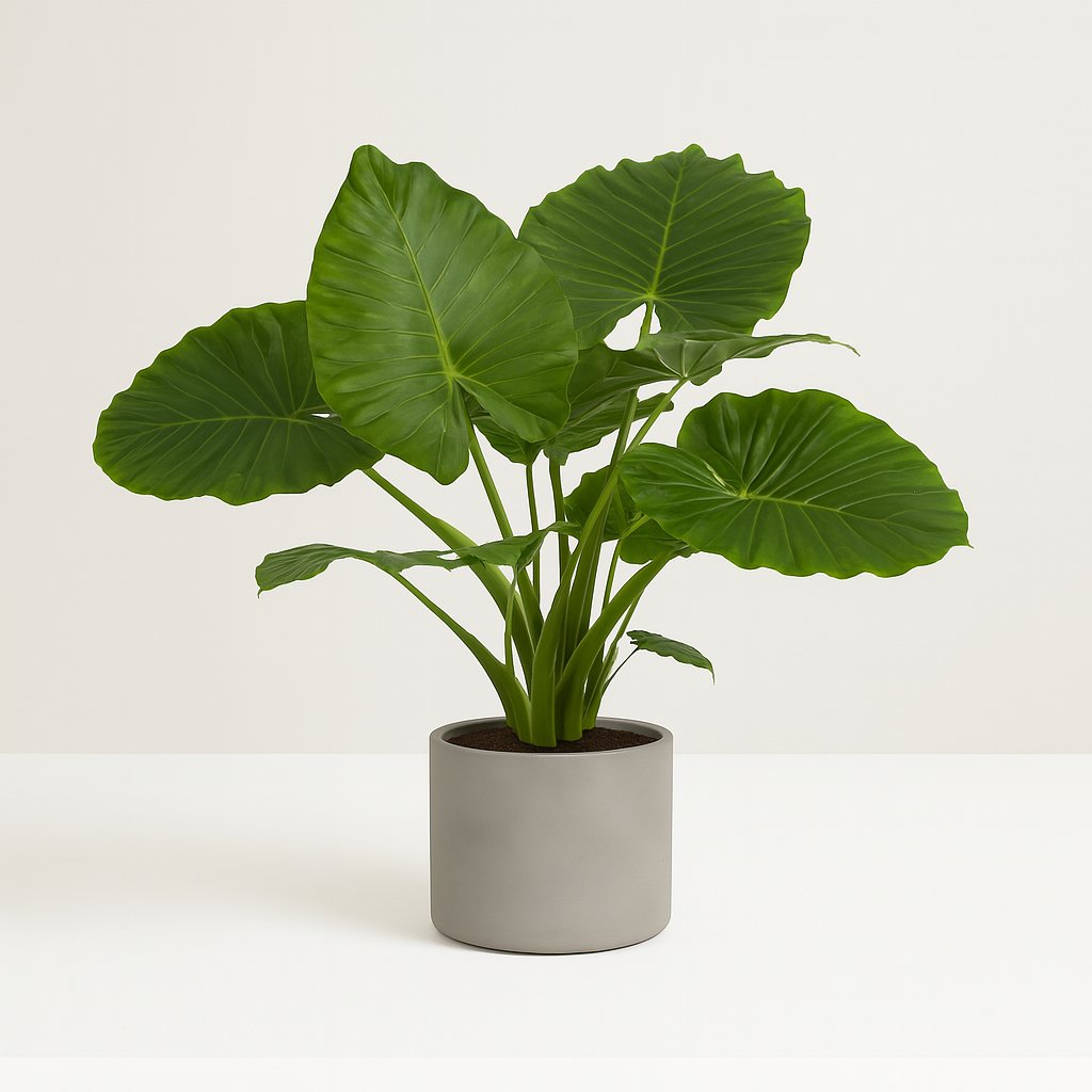 Alocasia Gageana California - 80cm