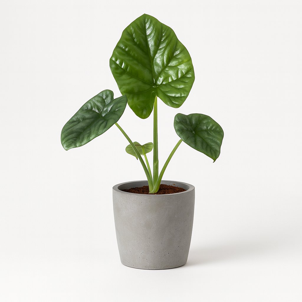 Alocasia Lukiwan - 20cm