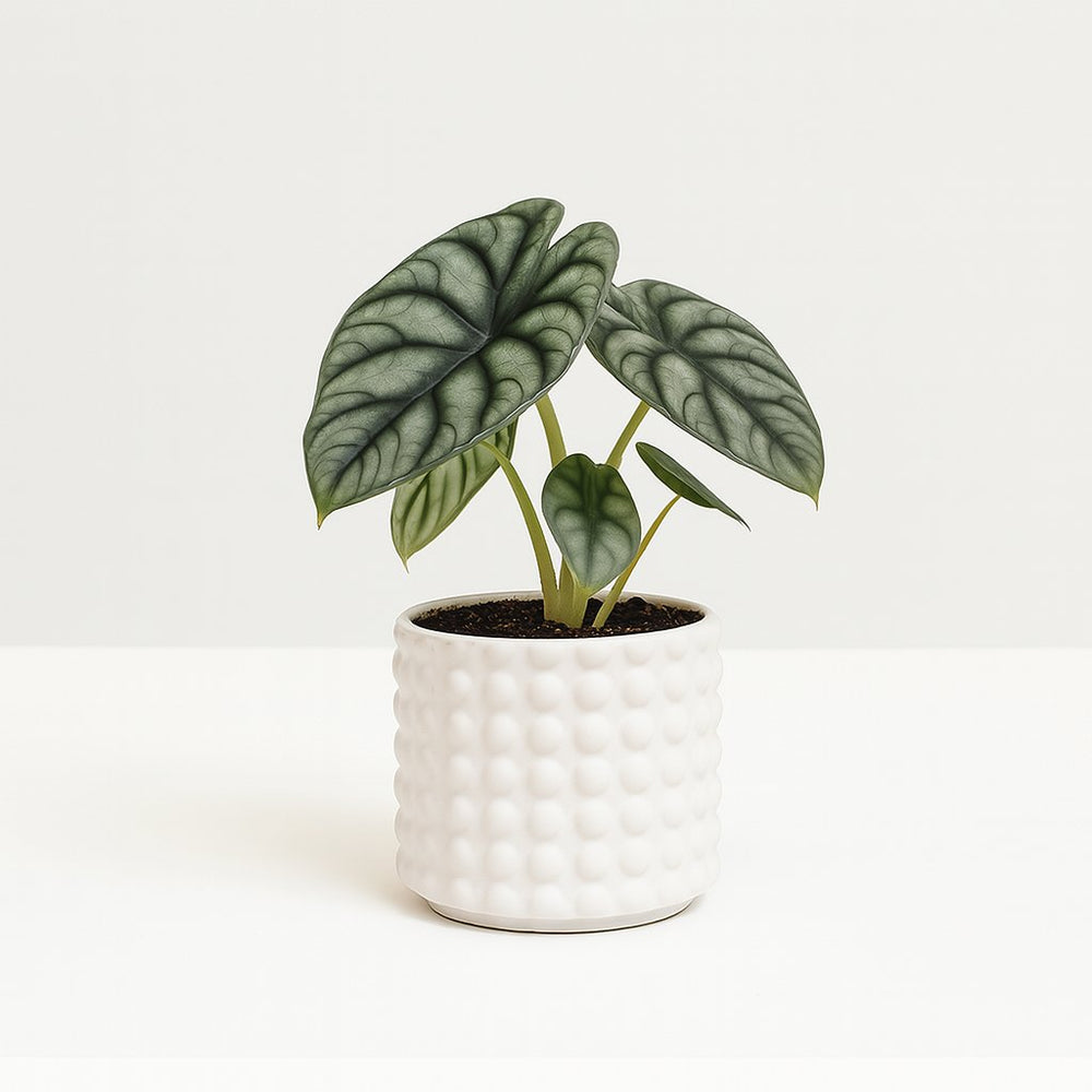 Alocasia Nebula Silver Compacta - 30cm in einem modernen Studio mit modernem Topf