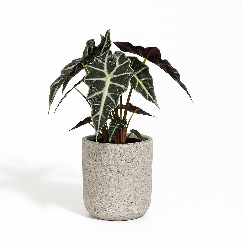 Alocasia Polly - 45cm in einem modernen Studio mit modernem Topf