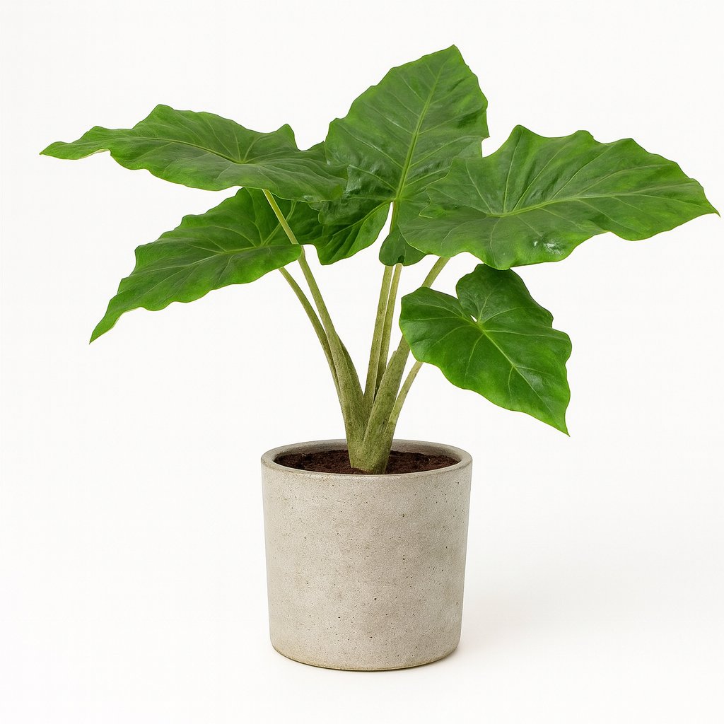 Alocasia Portodora - 75cm in einem modernen Studio mit modernem Topf
