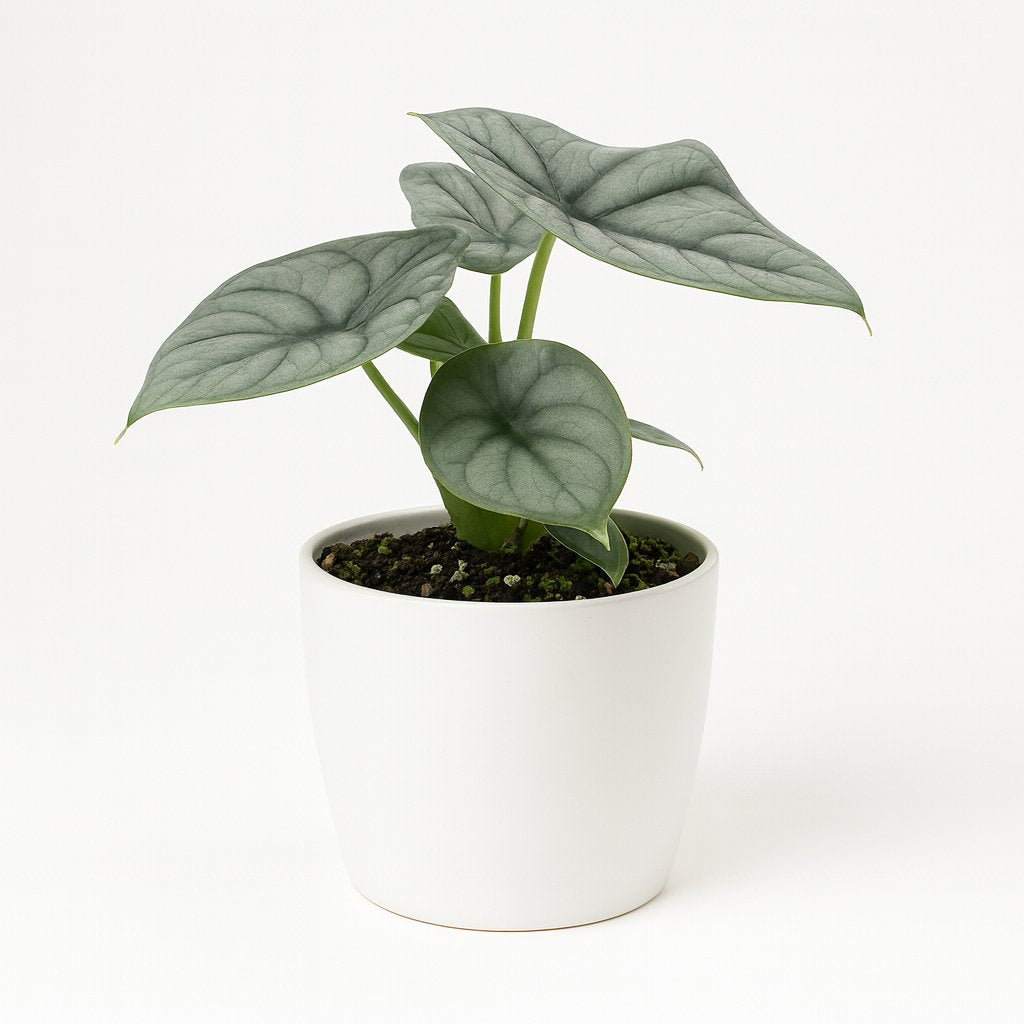 Alocasia Silver Dragon - 10cm
