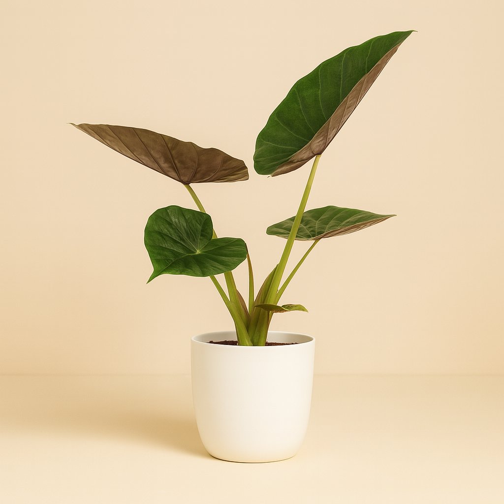 Alocasia Wentii - 70cm