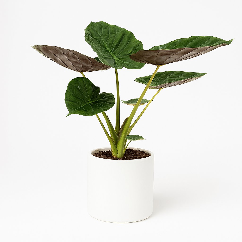 Alocasia Wentii - 70cm in einem modernen Studio mit modernem Topf