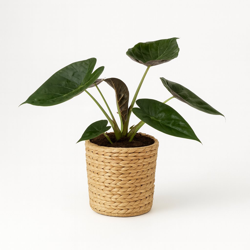 Alocasia Wentii - 85cm in einem modernen Studio mit modernem Topf