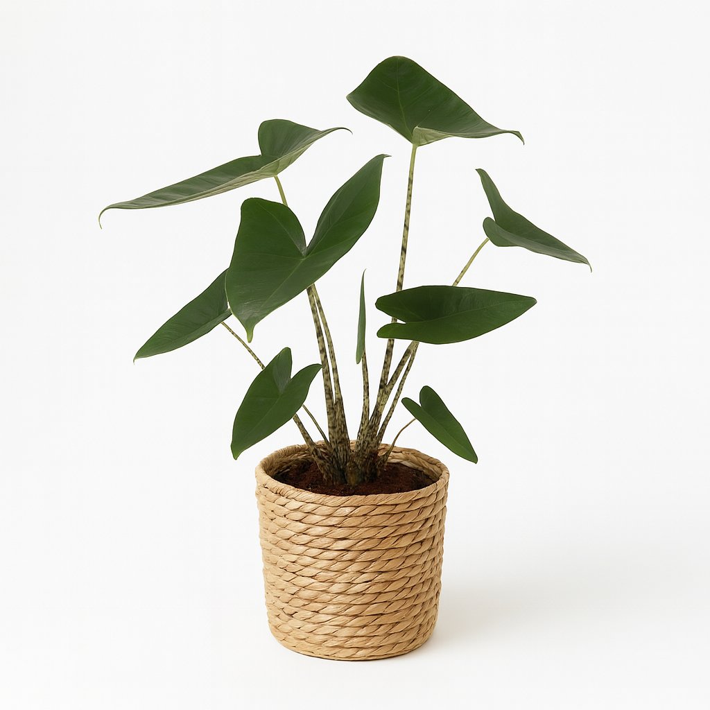 Alocasia Zebrina - 75cm