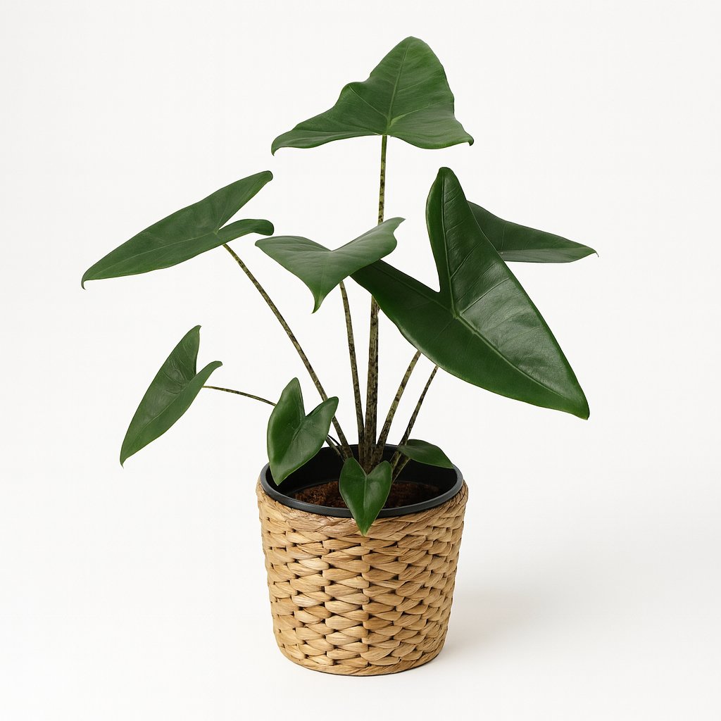 Alocasia Zebrina - 80cm in einem modernen Studio mit modernem Topf