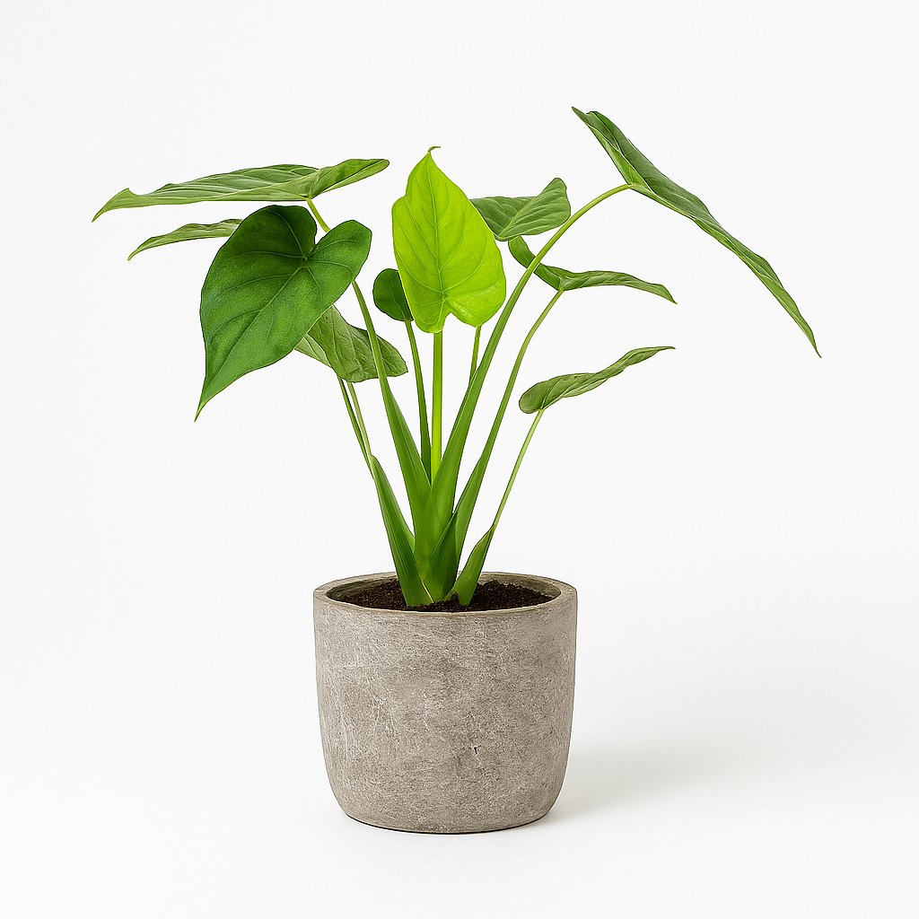 Alocasia Cucullata - 55cm in einem modernen Studio mit modernem Topf