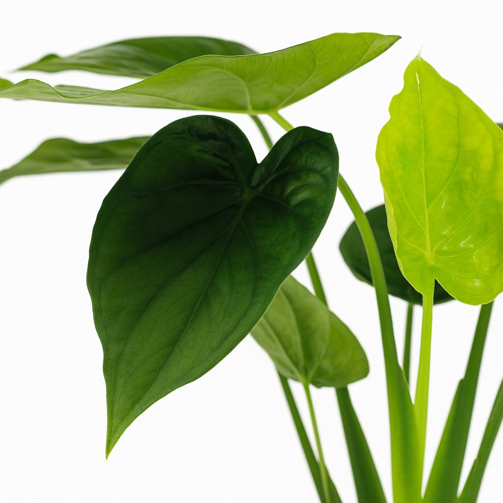 Alocasia Cucullata - 55cm