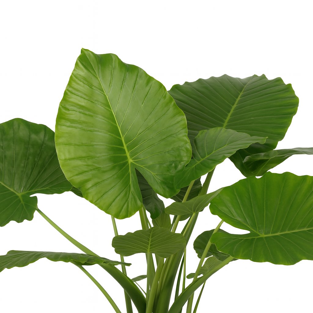 Alocasia Gageana California - 80cm