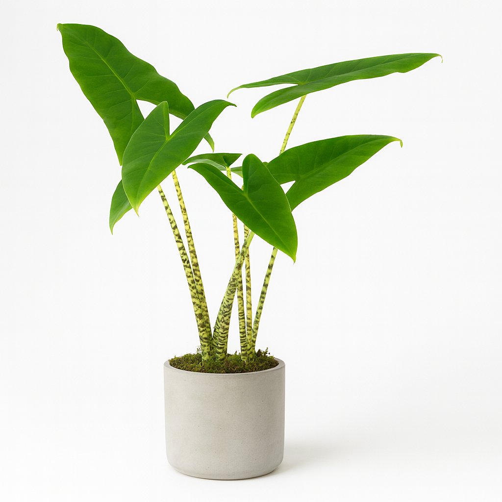 Alocasia Zebrina - 75cm in einem modernen Studio mit modernem Topf