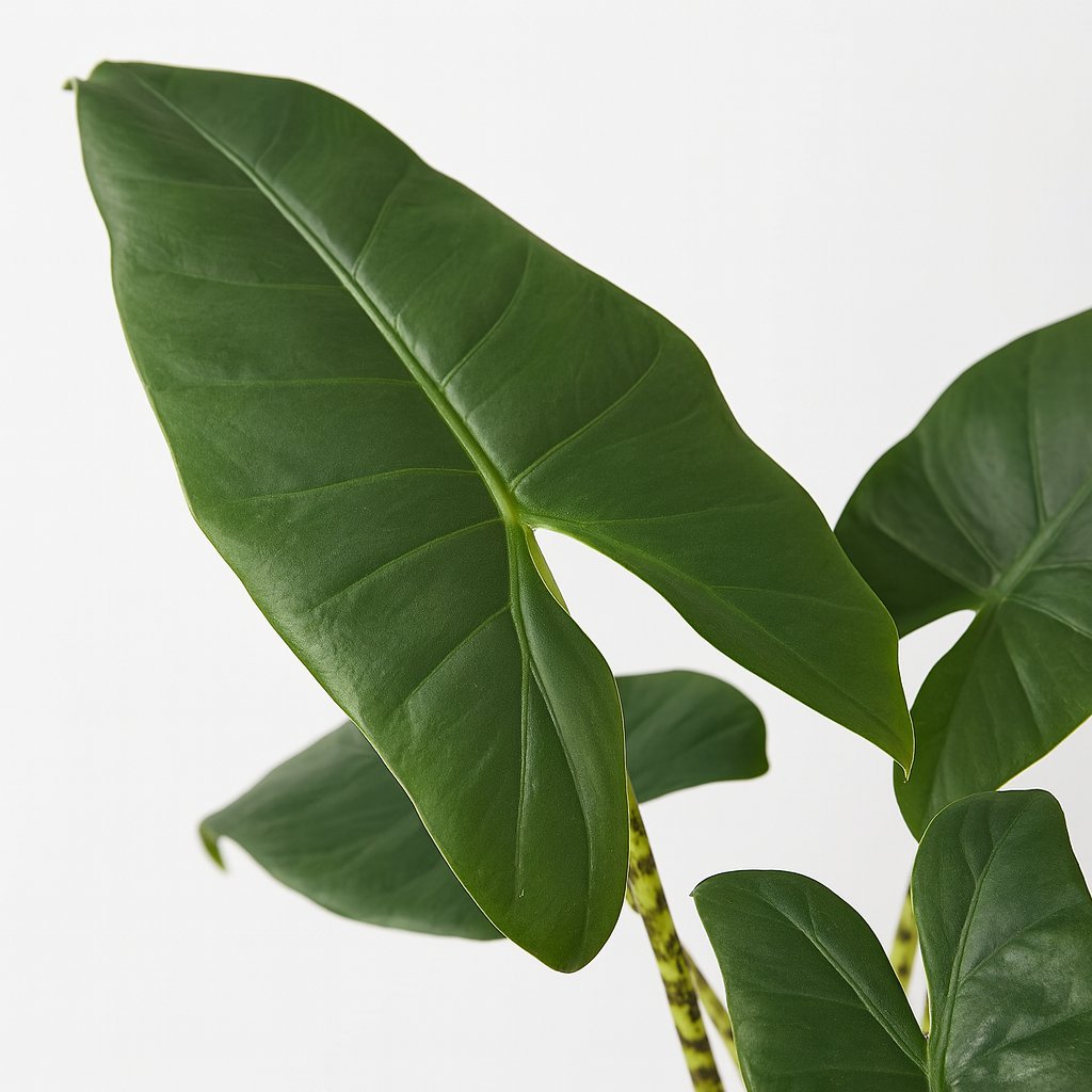Alocasia Zebrina 75cm im 19cm Topf Nahaufnahme