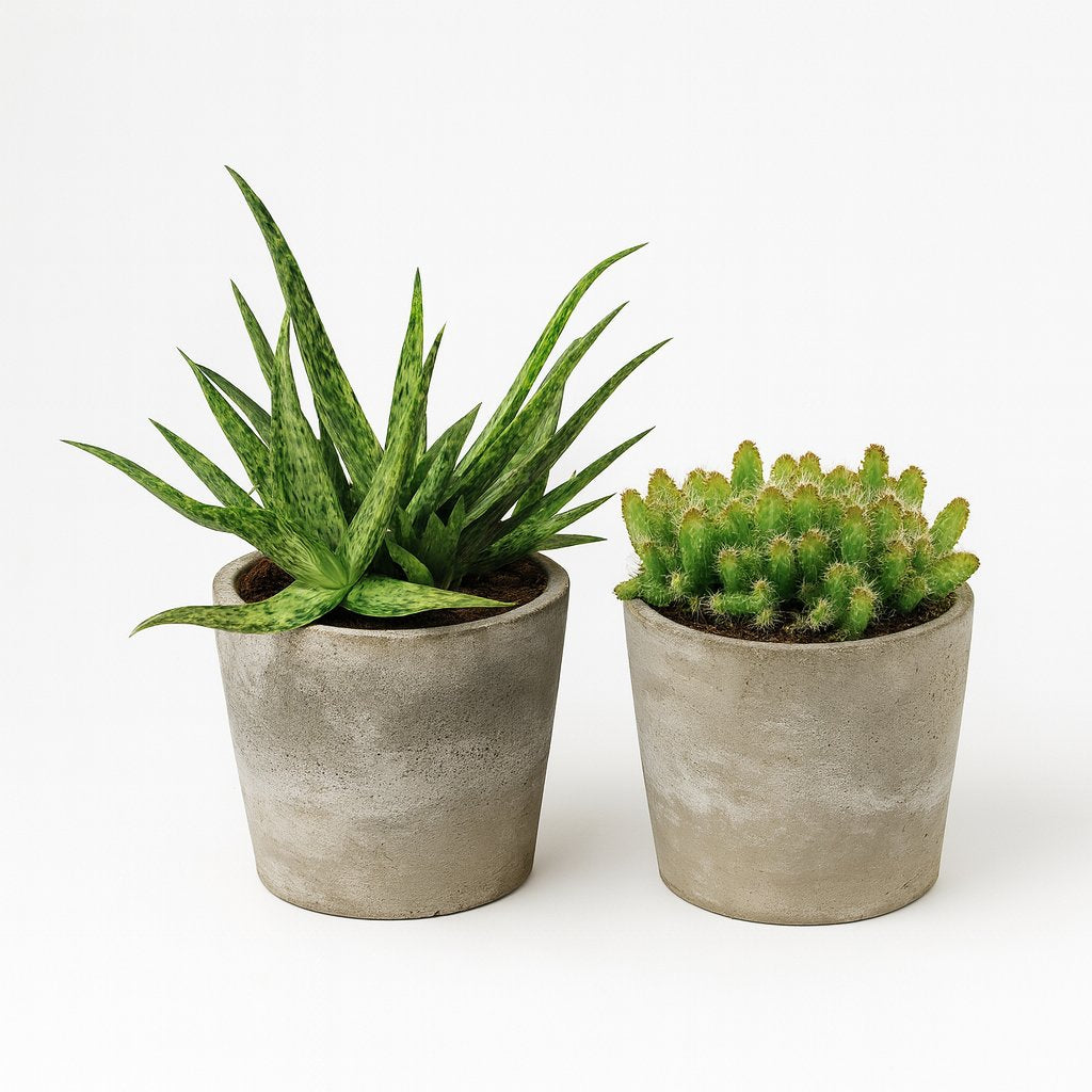 Aloe Spider und Hylocereus Undatus Duo - 2 Stück - 15cm in einem modernen Studio mit modernem Topf