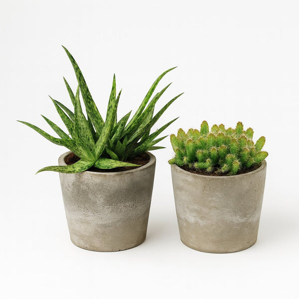 Aloe Spider und Hylocereus Undatus Duo - 2 Stück - 15cm in einem modernen Studio mit modernem Topf