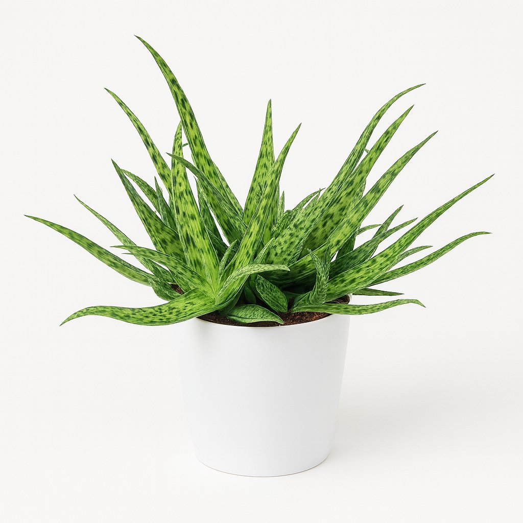 Aloe Spider - 15cm