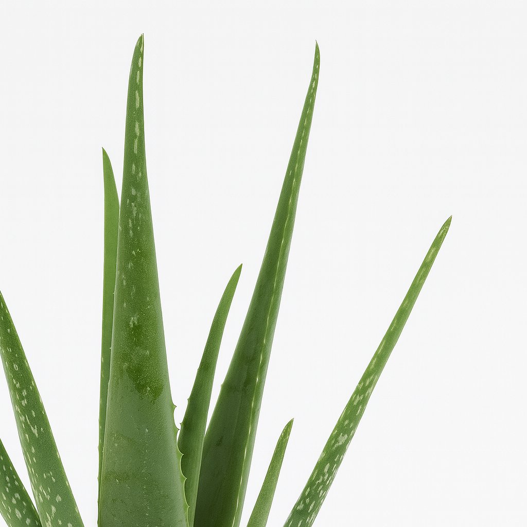 Aloe Vera - 45cm