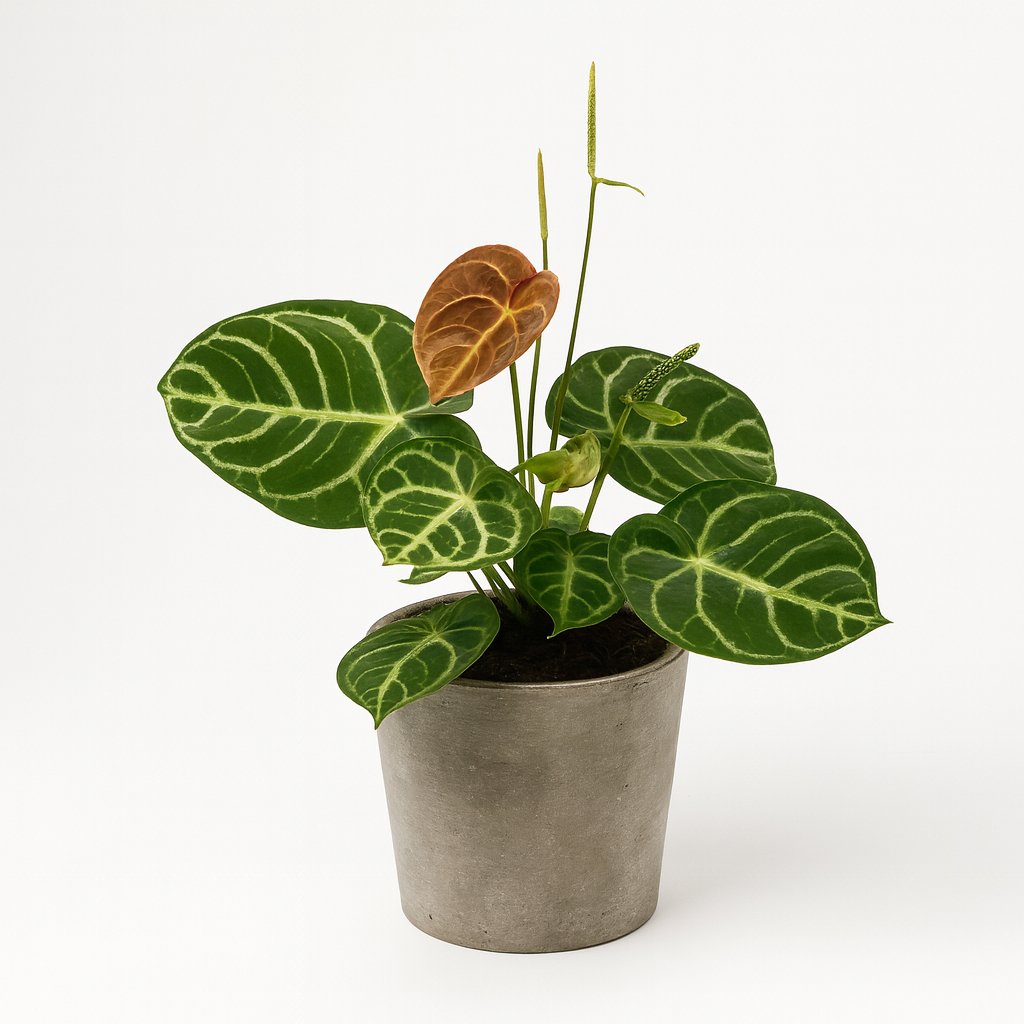 Anthurium Crystal Hybride Compact - 40cm in einem modernen Studio mit modernem Topf