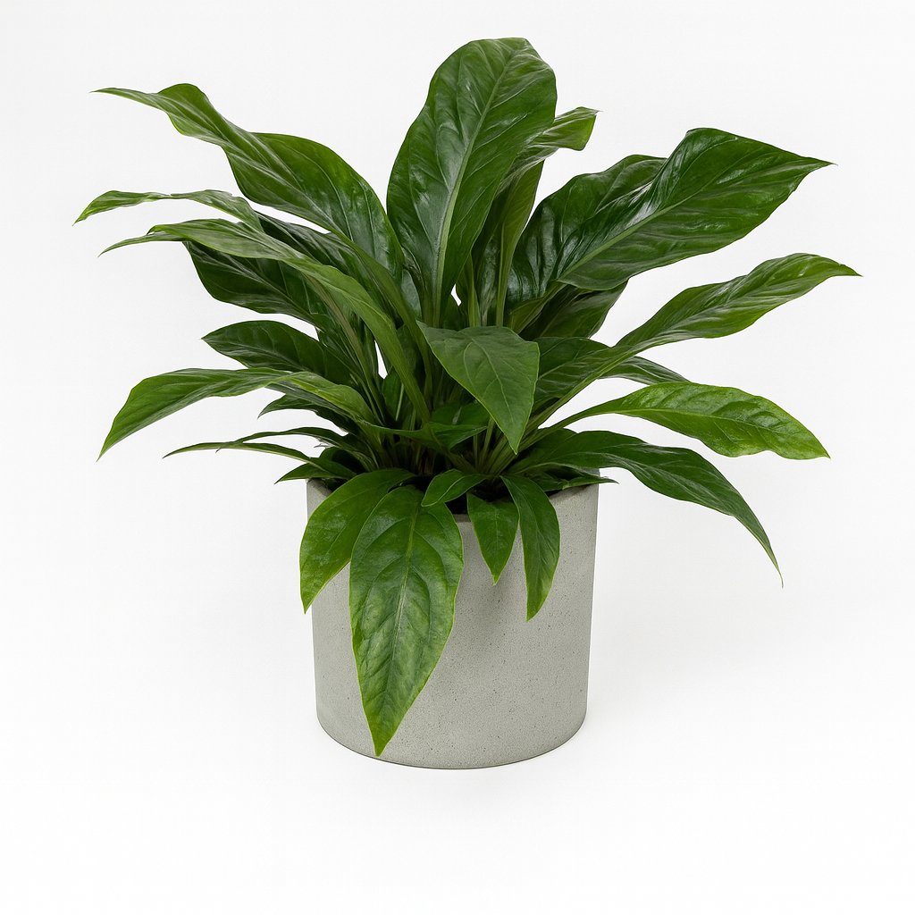 Anthurium Jungle Bush - 70cm