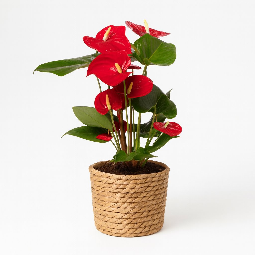 Anthurium Red - 40cm