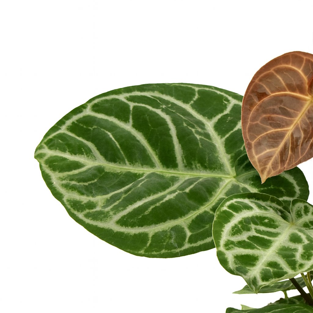 Anthurium Crystal Hybride Compact - 40cm