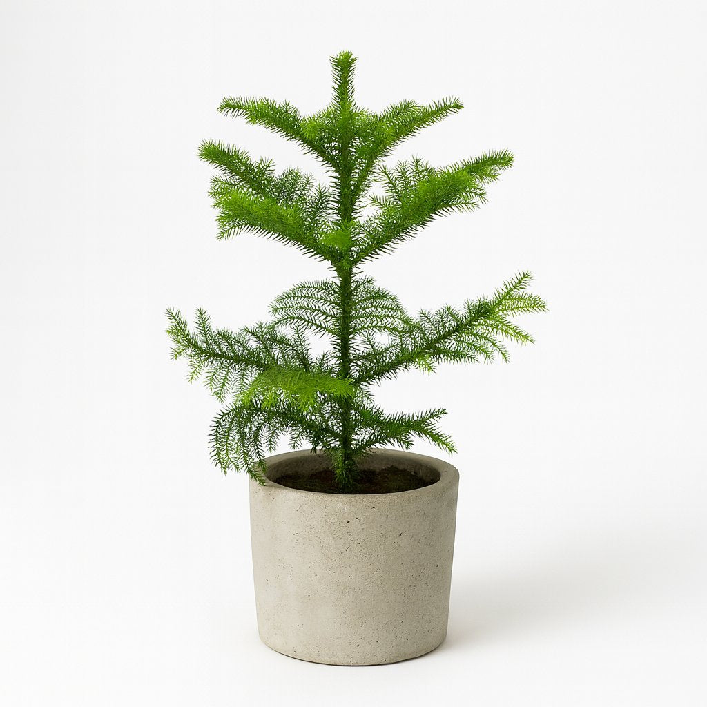 Araucaria - 38cm