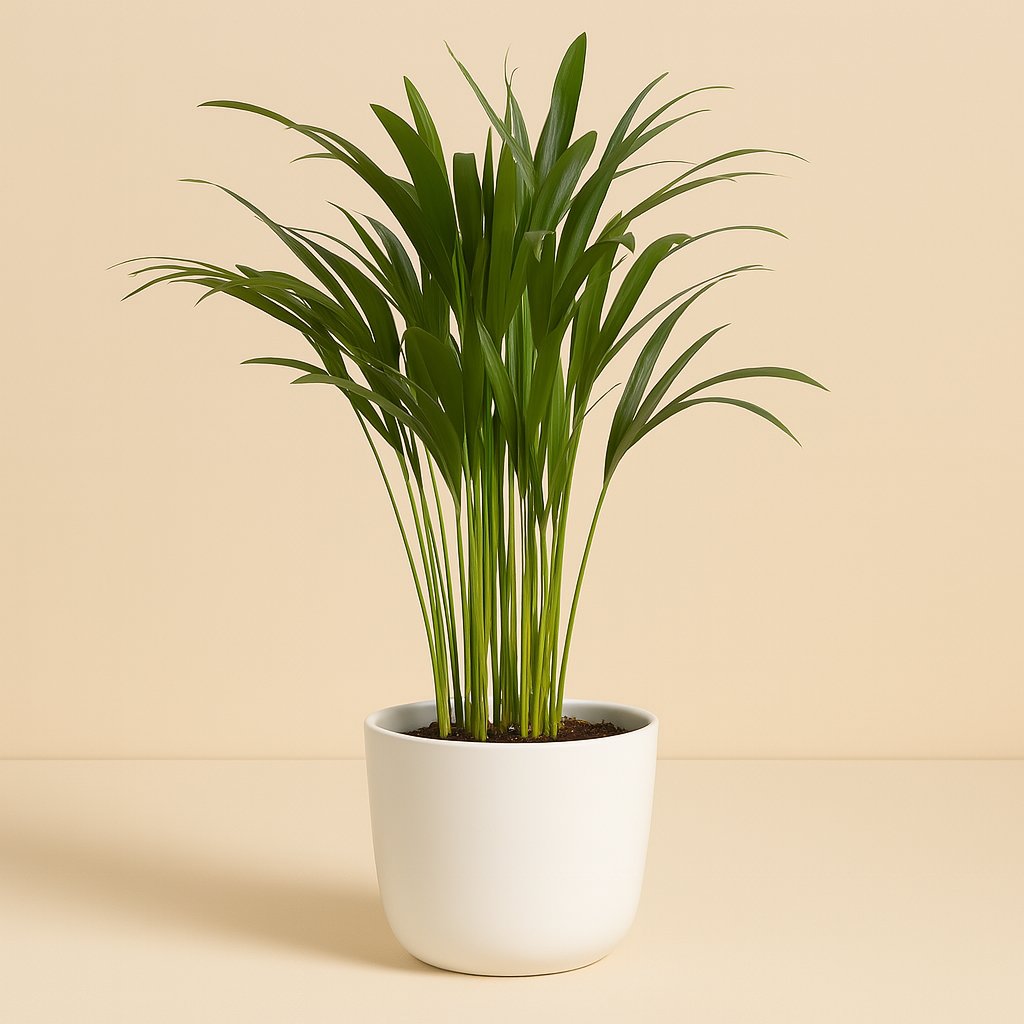 Areca Dypsis - 35cm