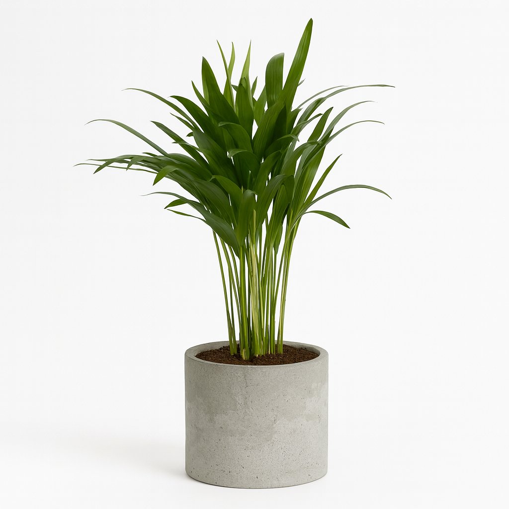 Areca Dypsis - 35cm