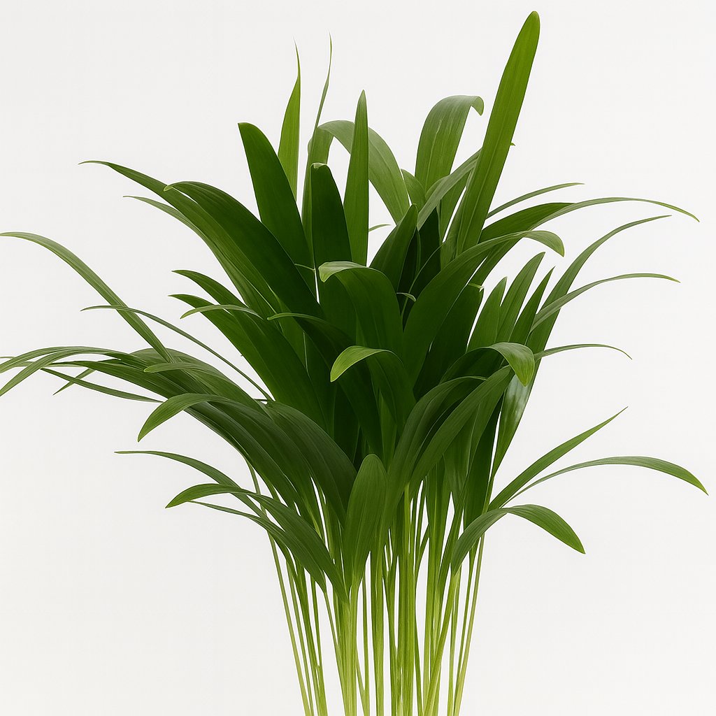 Areca Dypsis - 35cm