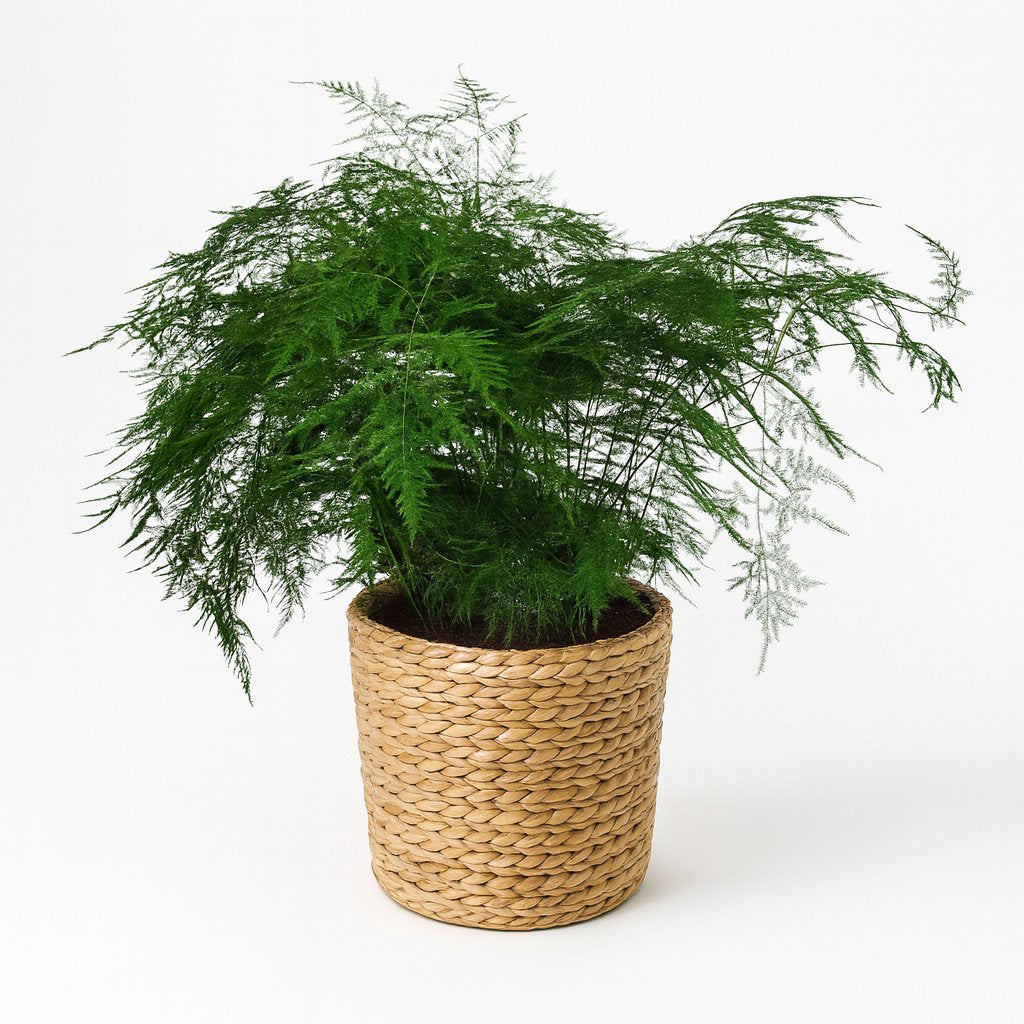 Asparagus Setaceus - 70cm