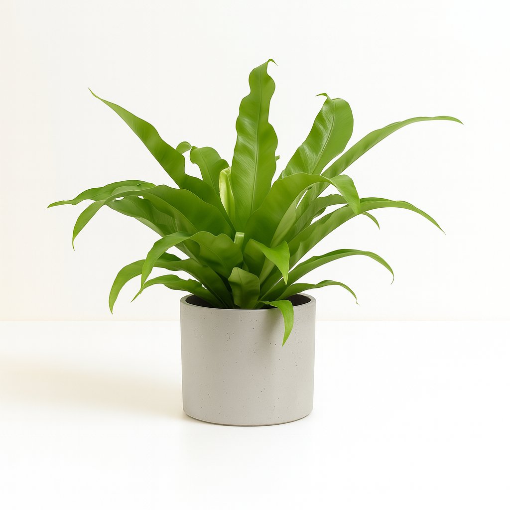 Asplenium Antiquum - 45cm in einem modernen Studio mit modernem Topf