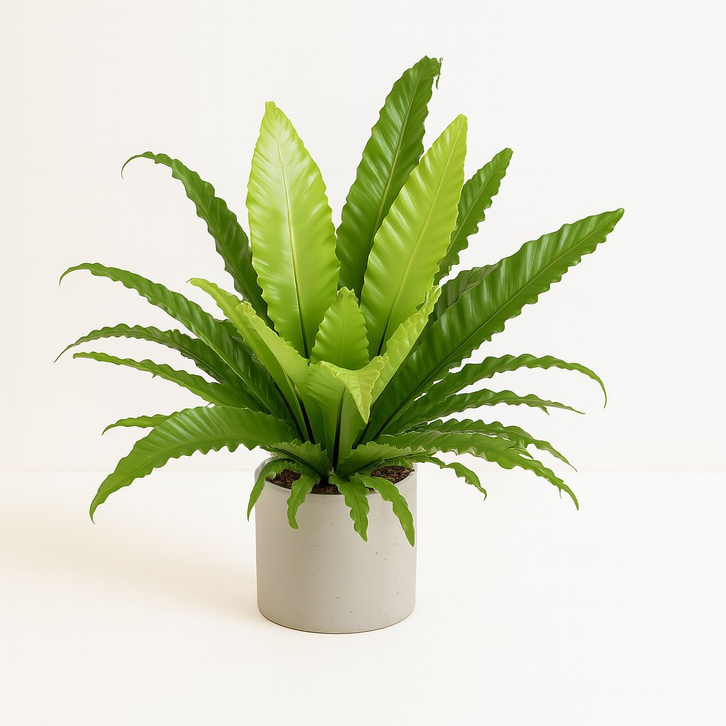 Asplenium Antiquum Osaka - 60cm in einem modernen Studio mit modernem Topf