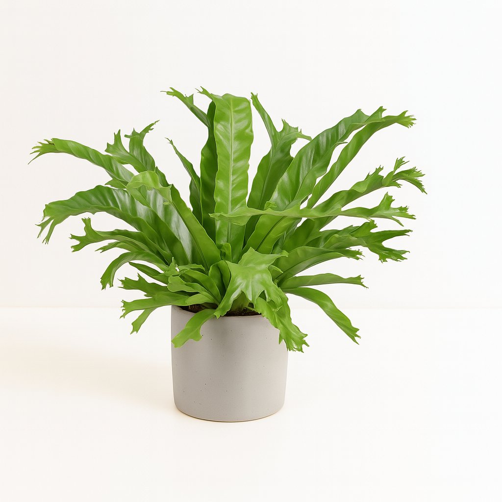 Asplenium Nidus Crissie - 40cm in einem modernen Studio mit modernem Topf