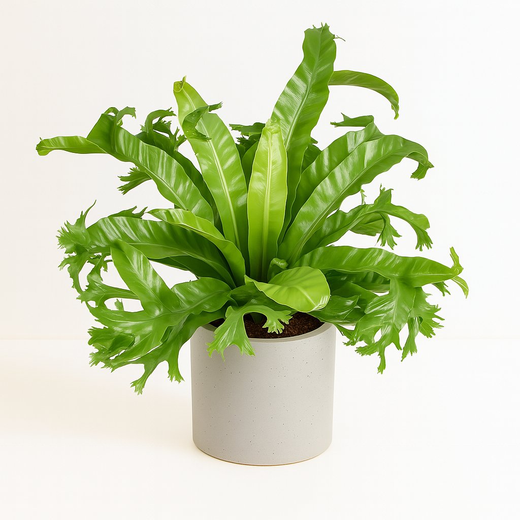Asplenium Nidus Crissie - 55cm in einem modernen Studio mit modernem Topf