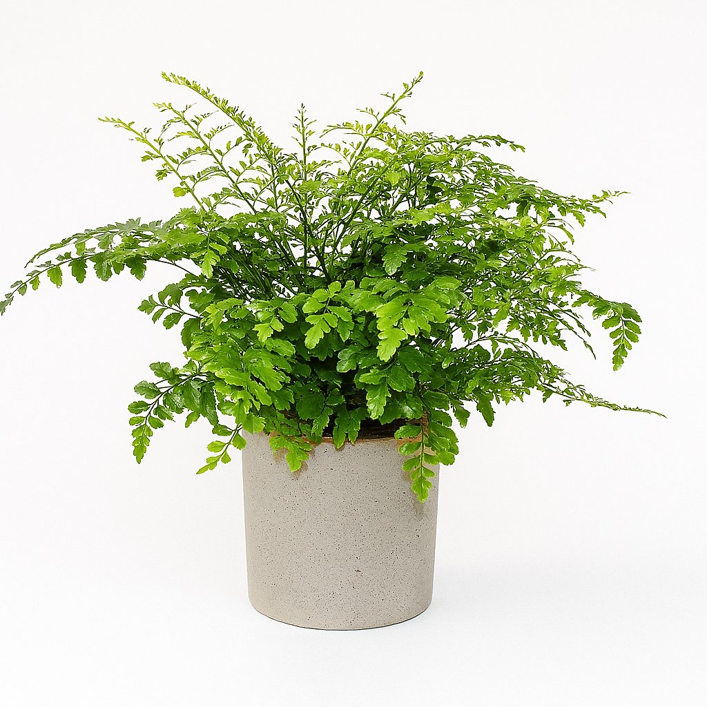 Asplenium Parvati - 30cm