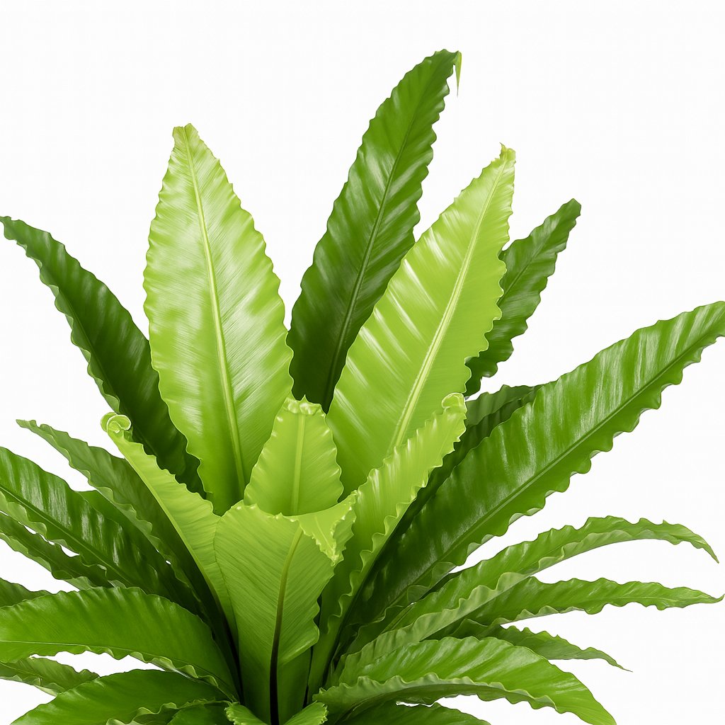 Asplenium Antiquum Osaka - 60cm