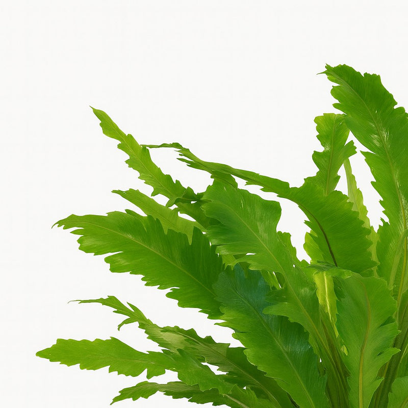 Asplenium Campio Detail