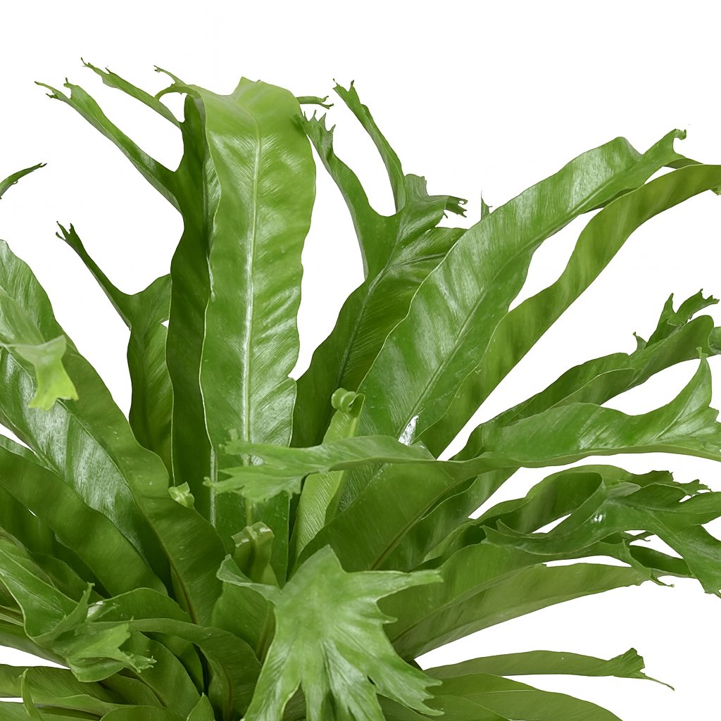 Asplenium Nidus Crissie - 40cm