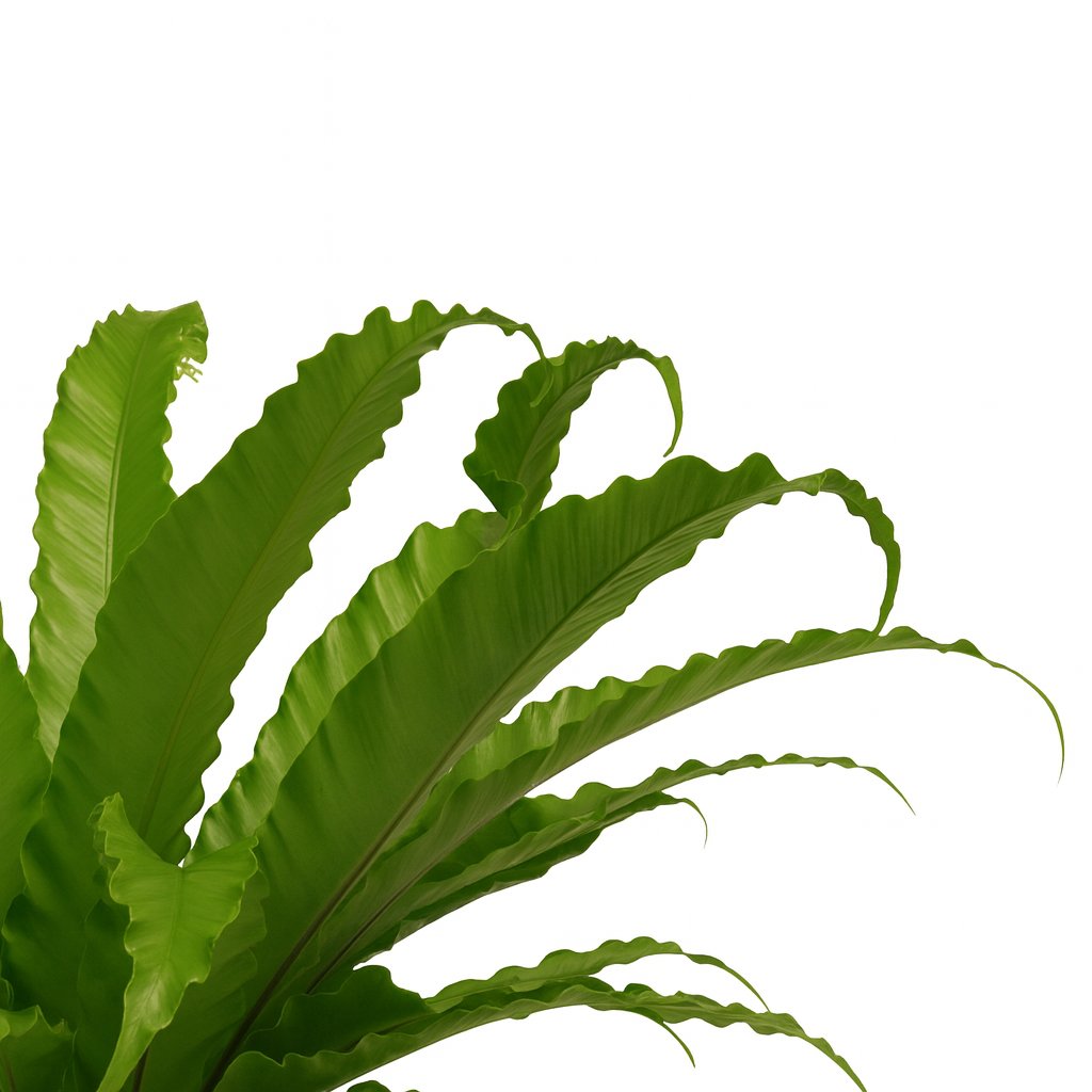 Asplenium Osaka - 40cm