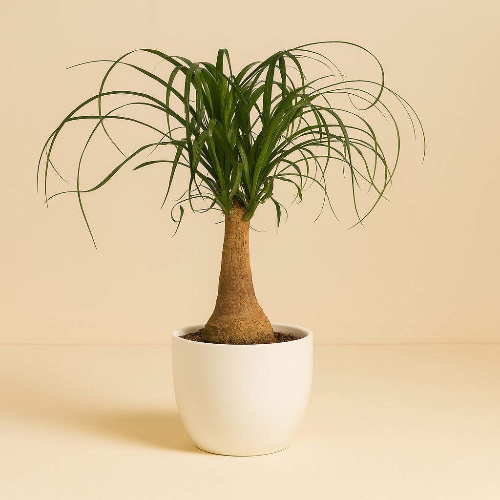 Beaucarnea Nolina - 60cm in einem modernen Studio mit modernem Topf