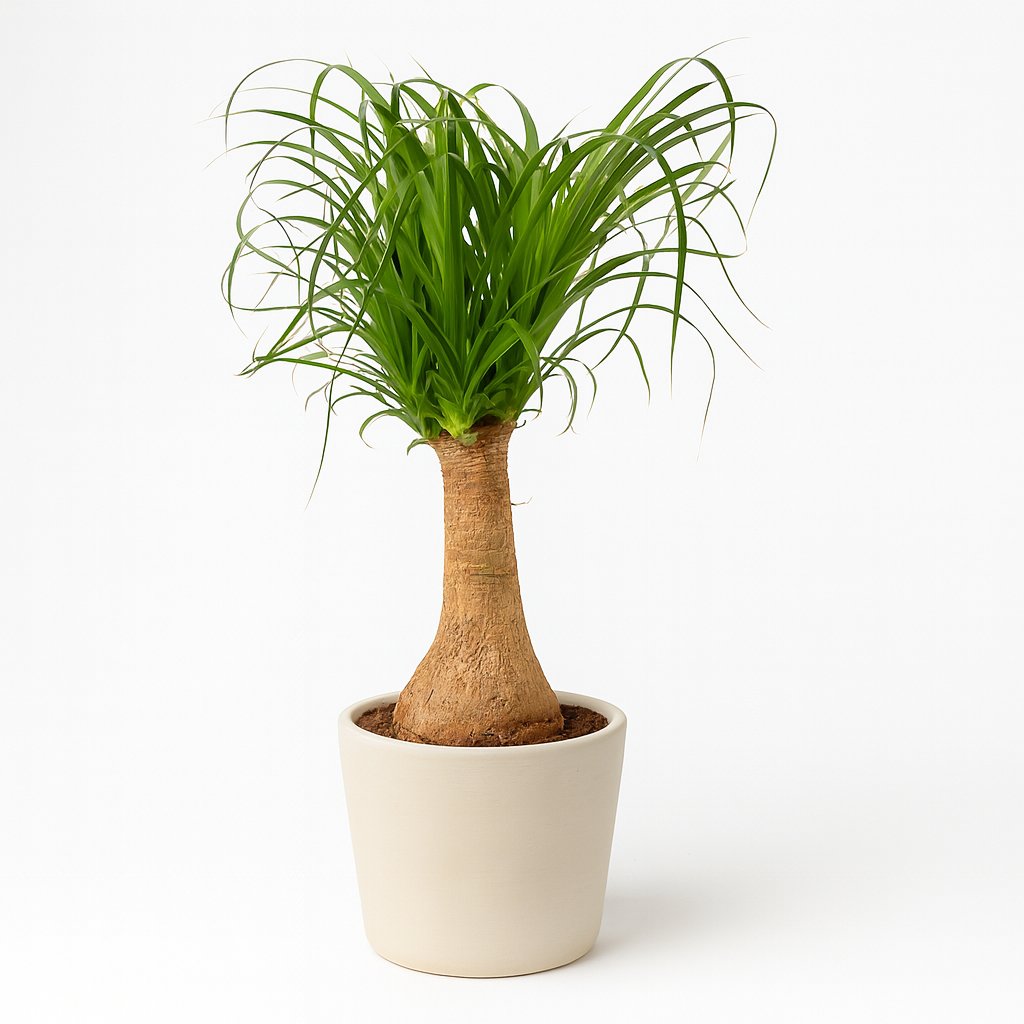 Beaucarnea Nolina - 60cm