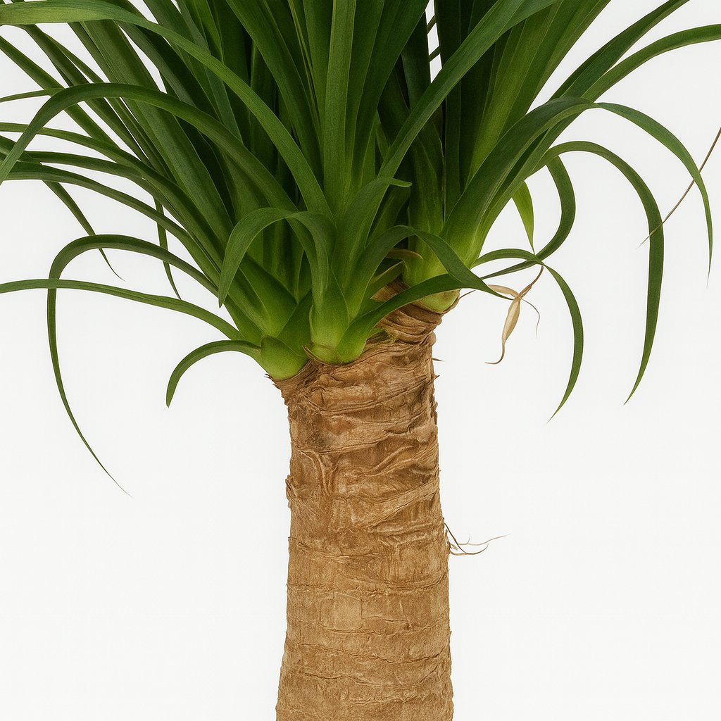 Beaucarnea Nolina - 60cm