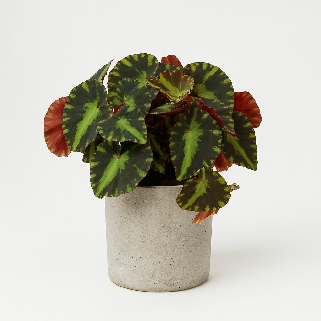 Begonia Cleopatra - 15cm