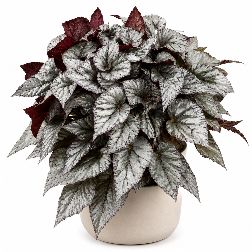 Begonia Evening Glow 32cm im 17cm Topf