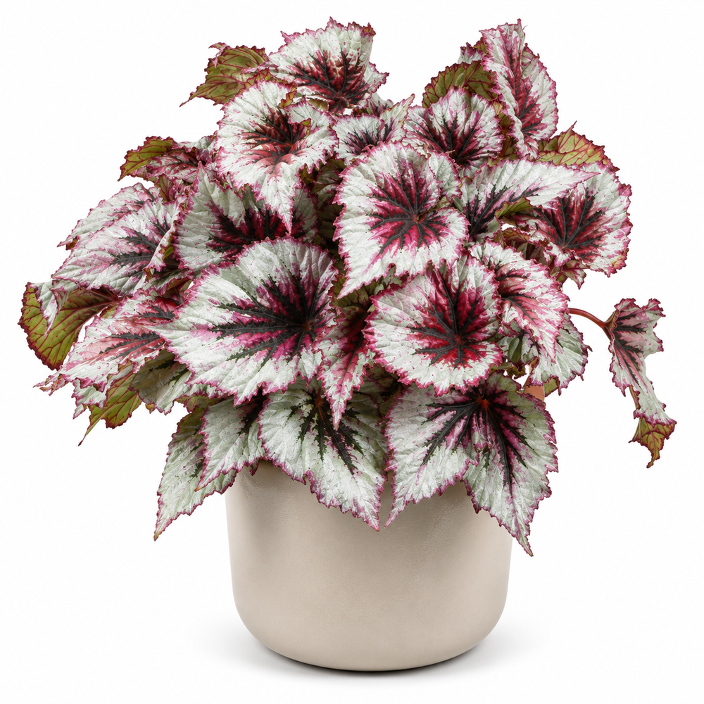 Begonia Evening Glow 33cm im 17cm Topf