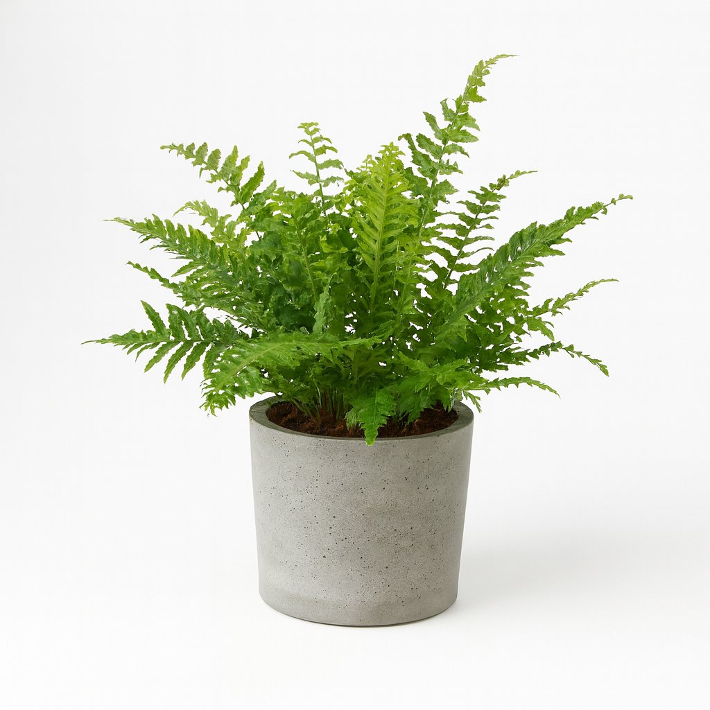 Blechnum Silver Lady - 50cm