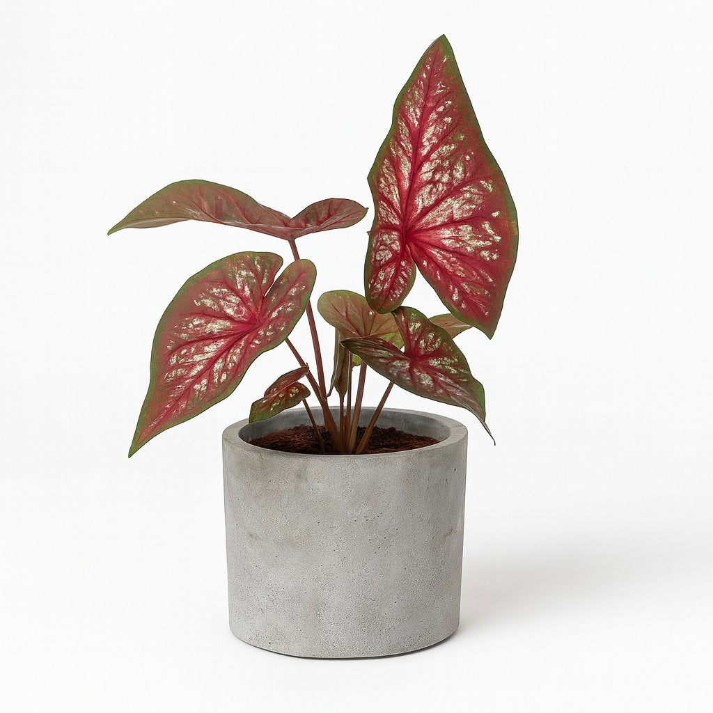 Caladium Bicolor - 25cm in einem modernen Studio mit modernem Topf