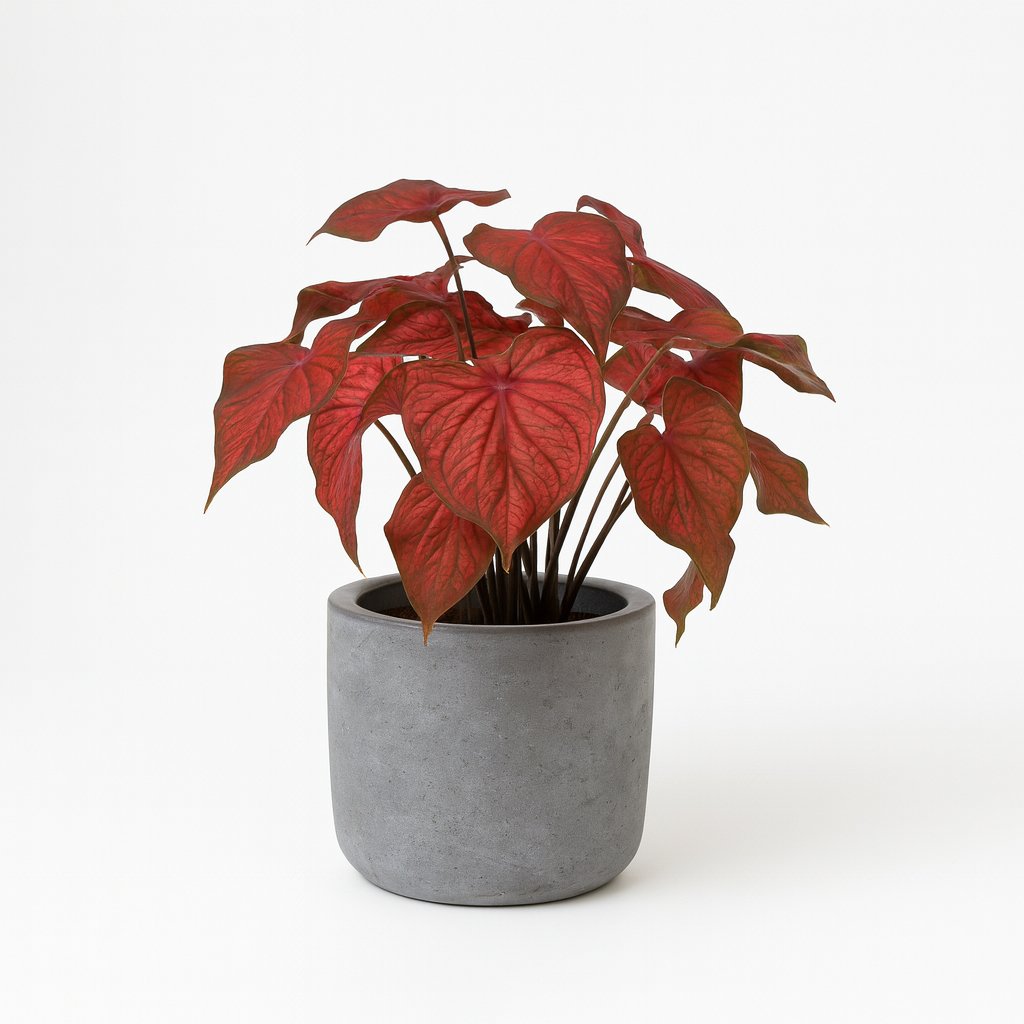 Caladium Rood - 25cm in einem modernen Studio mit modernem Topf